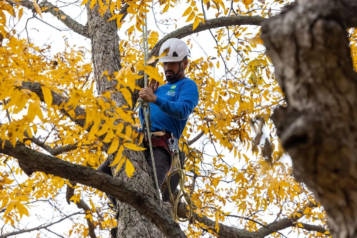Skilled Tree Planing crew working in Belgrade